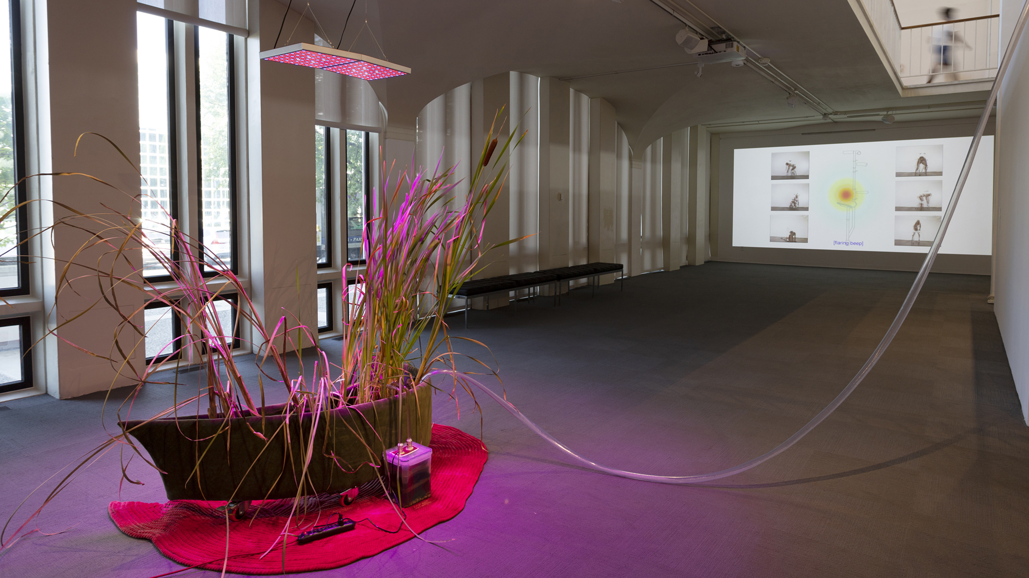 A moonshaped pool on a quilted rug with cattail plants sproating forth as well as clear tubing. The sculpture is illuminated by pink LED light. In the background there is a projection on a wall of a person in six frames and a line drawing of a medical support device.